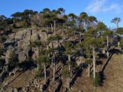 Parque natural de parcelas 209 ha en Melipeuco