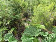 PARQUE TEPUHUEICO, CHONCHI