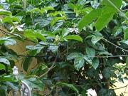 Paz no Pão de Açúcar