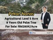 Pekan Nanas