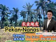 Pekan Nanas