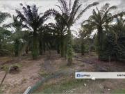 Pekan Nanas Agriculture Land