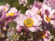 Echtes Penthouse * Exklusives Wohngefühl 2 Terrassen &...