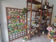 Piante e fiori in vendita a Santo Stefano Ticino