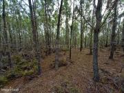 Pinhal com 1,5 ha Vale da Pereira Santo Andr das Tojeiras