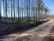 Pinhal com 6680 m2 em Vale Chiqueiro Santo Andr das Tojeiras