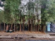 PIO For Sale: 525 sqm Residential Lot in Sikatuna...