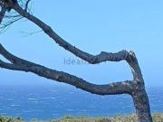 Piso, Ciutadella de Menorca