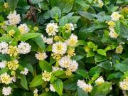 Piso de lujo de 155 m2 en alquiler en Palma de Mallorca,...