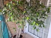 Piso en Carolinas Bajas