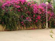 Piso en venta en Elche Elx, Pont Nou Corazón de Jesús....