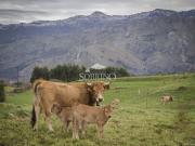 Piso en venta en Llanes, Posada Barro. OBRA NUEVA EN...