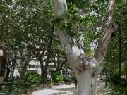 Piso en venta en Valencia, Russafa. Pisos.