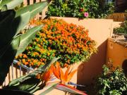 Piso, Mijas