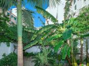 Piso, Pere Garau, Palma de Mallorca