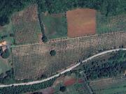 Podere di 250794 mq in vendita Via Cecinese, Casale...