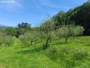 POMARADA 11.757 M2 EN VENTA EN BENDICIÓN SIERO A 15 MIN...