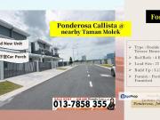 Ponderosa Callista