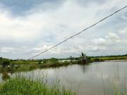 PONTEVEDRA PUNONG FOR SALE