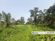 Durian Farm Pontian For