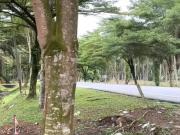 Pontian Pekan Nanas 26 Acres Zoning Residential Land for