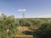 Pratico terreno agricolo con trullo in vendita a Bisceglie