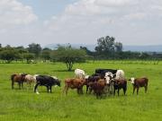 Rancho en venta en Ojo de Agua, Manuel Doblado, Guanajuato