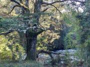 Preciosas Parcelas En Puerto Varas