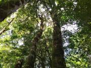 Predio 170 hectáreas con Bosque Nativo