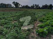 Premium 25 Kanal Farm House Is Available For Sale In...