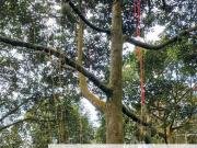 Premium Durian Land for