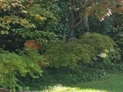 Prestigiosa villa di 1100 mq in vendita Corso Giuseppe...