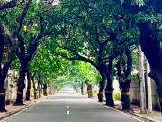 Prime 10 unit Townhouse compound in New Manila QC for sale