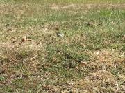 Prime Fairway Lot for Sale in Southwoods, Binan City