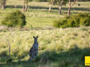 Prime Lifestyle Land Opportunity 48.7* Acres on the Edge...