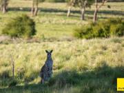 Prime Lifestyle Land Opportunity 48.7* Acres on the Edge...