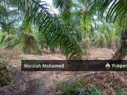 Prime Location Palm Oil Land For Sale @ Kg Tumbuk Darat,...