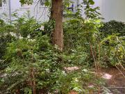 Private Garden, central located, Rykestr Prenzlauer...