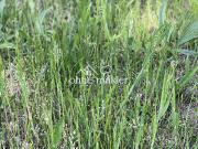 Projektiertes Grundstück – ideal für Eigennutzer &...