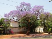Property to let in Pretoria, Arcadia