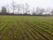 PROPIEDAD AGRICOLA EN VENTA EN SAN CLEMENTE, 10,6 HA