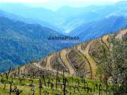 Propriedade 25.000m2 com vinha e algum olival. Portugal,...