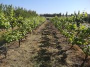 Propriedade Agricola na Campina de Idanha a Nova de 20ha...