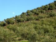 Propriedade c/ Amendoal, Olival, Vinha em Portugal,...