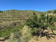 Propriedade / terreno rústico 22 Hectares com Amendoal...