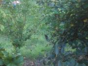 Proprietà rustica in vendita di 200 m² in Via San Anna