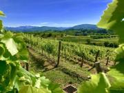 Proprietà rustica in vendita di 300 m²