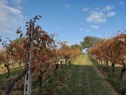 Proprietà rustica in vendita di 36000 m² in Strada del...