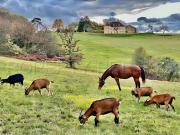 Propriété avec piscine et jardin