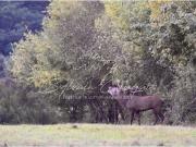 Propriété avec piscine Propriété avec piscine